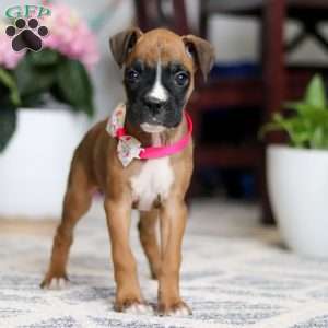 Denali, Boxer Puppy